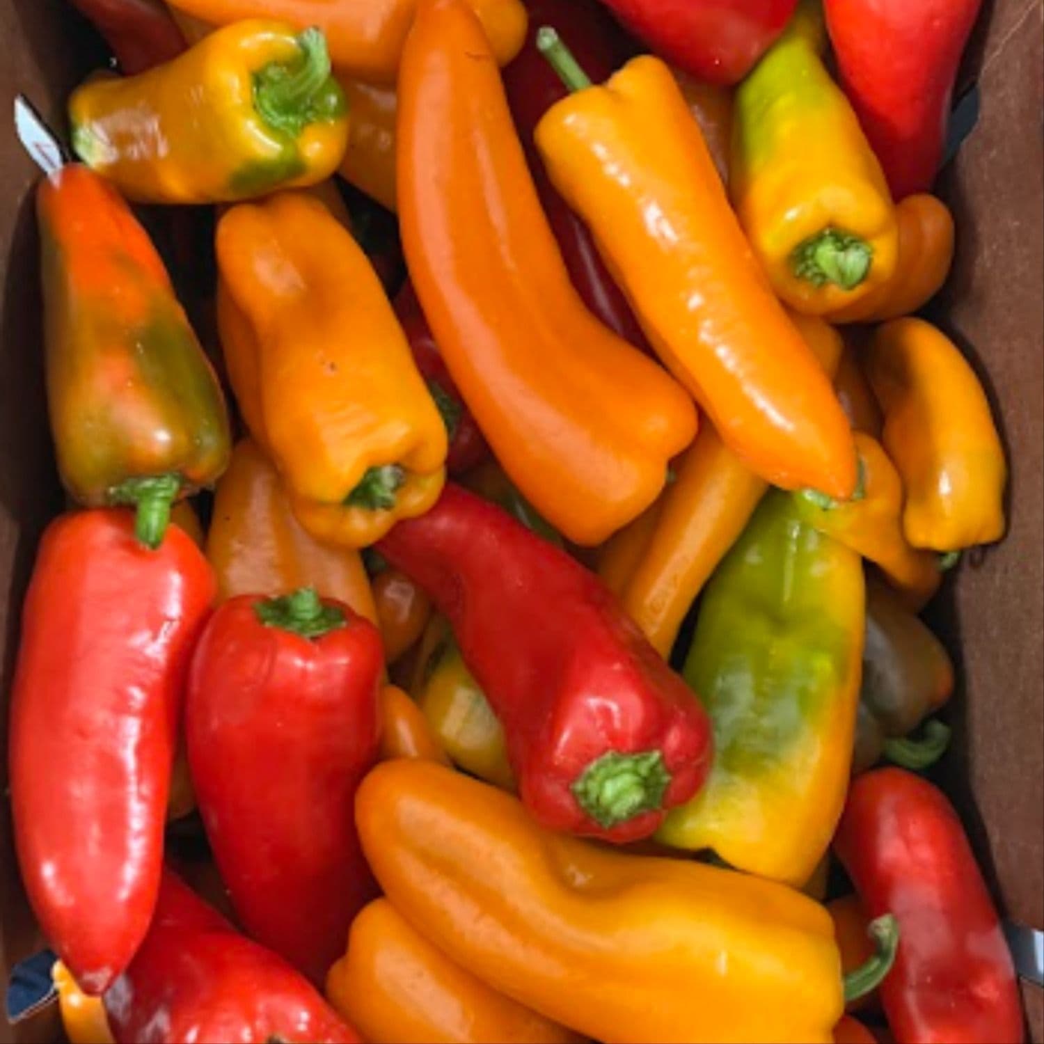 Organic Tri-color Snack Peppers