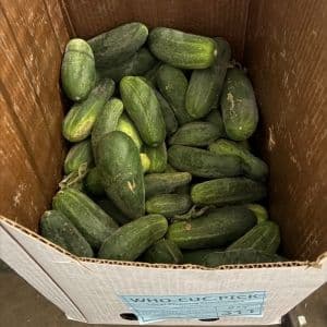 Local Pickling Cucumbers
